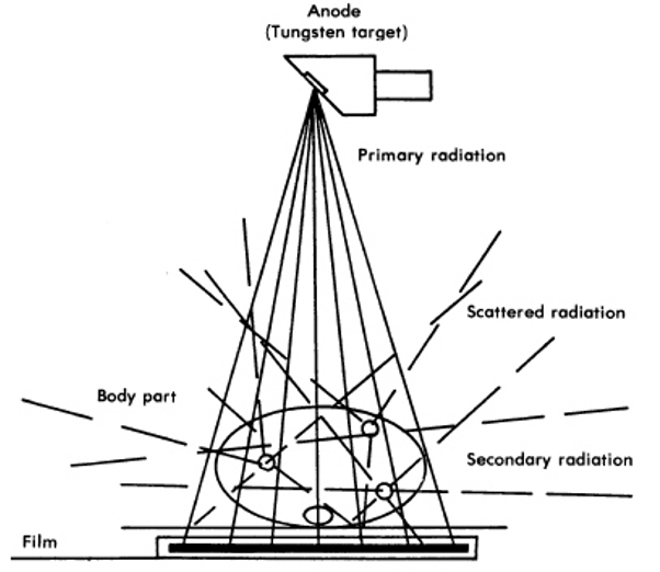 <p><span style="font-family: "Times New Roman";"><span>more atoms are present in larger object to cause more interactions.</span></span></p><p><span style="font-family: "Times New Roman";"><span>Bigger object, more scatter </span></span></p>