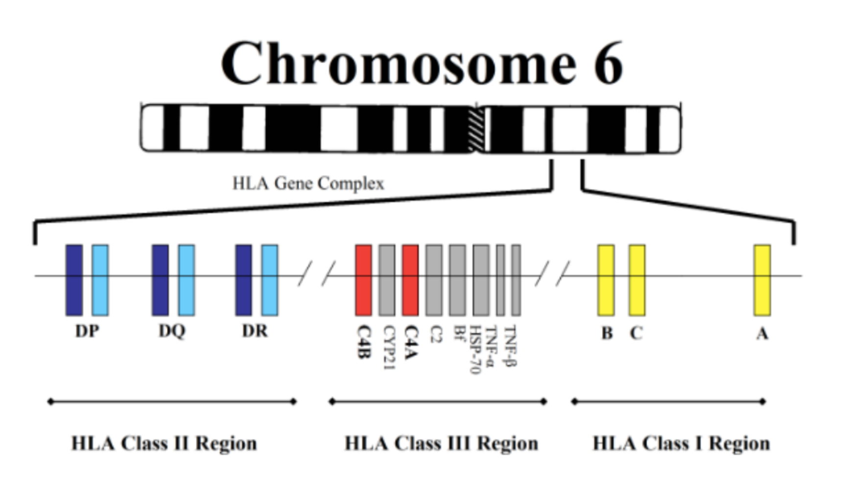 <p>HLA I</p><ul><li><p>A, B, C loci</p></li></ul><p>HLA II</p><ul><li><p>DP, DQ, DR loci</p></li></ul><p>(HLA III)</p><ul><li><p>C4A, C4B</p></li></ul><p></p>
