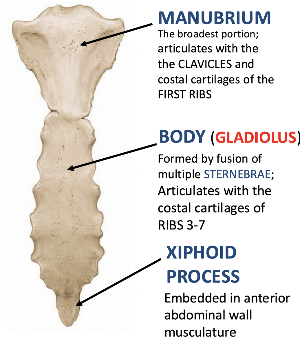 <p>Literally meaning "Handle"; top portion of the sternum; articulates with the clavicles and costal cartilages of the first ribs</p>