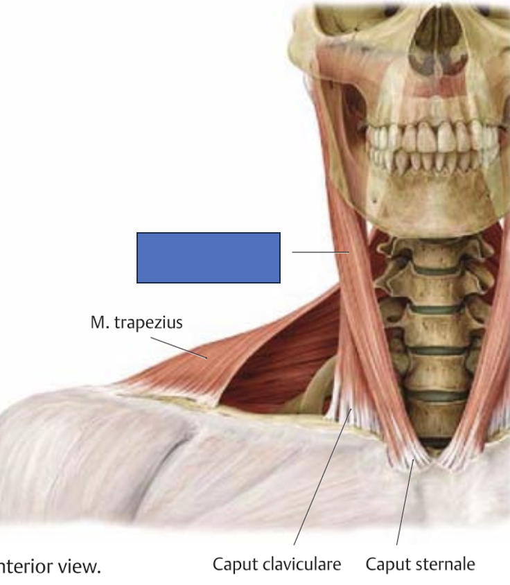 <p>m. sternocleidomastoideus → </p><p>ühepoolne kokkutõmme: pöörab pead küljele-üles</p><p>kahepoolne kokkutõmme: painutab kaela ette</p>
