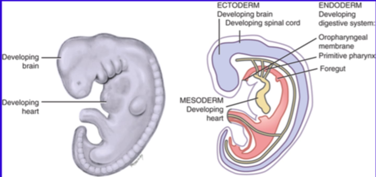 <p>Embryonic folding takes place where the disk folds into an embryo. The face, neck and digestive system start developing.</p>