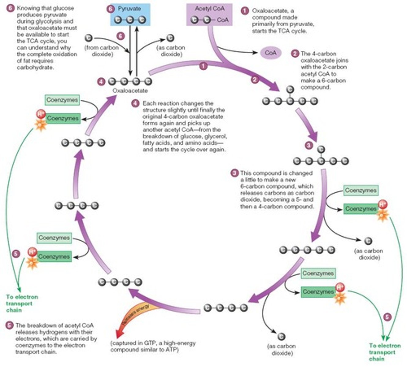 <p>A cycle that processes Acetyl CoA to generate energy and produce CO2.</p>