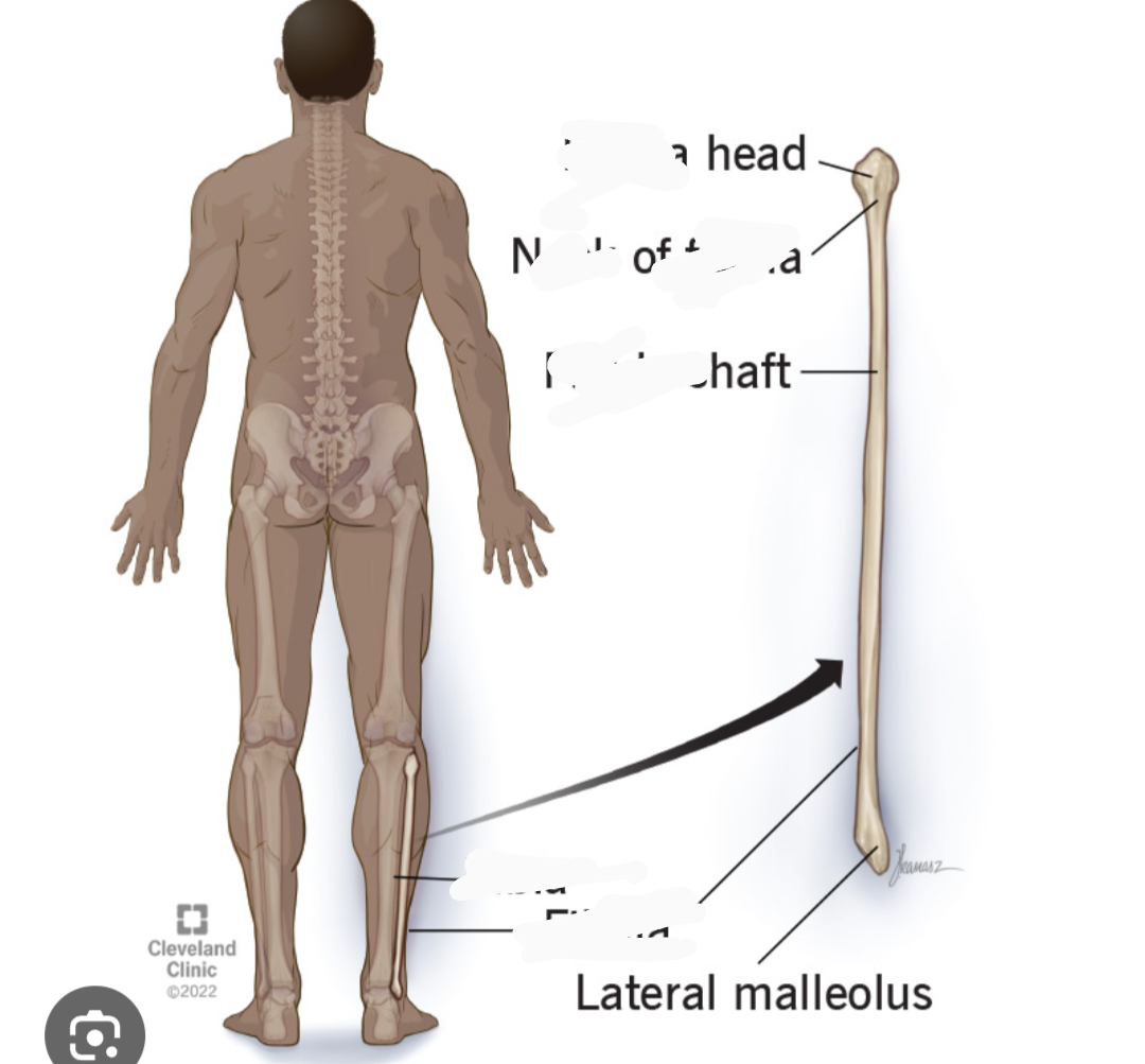 <p>What bone is this? (Appendicular)</p>