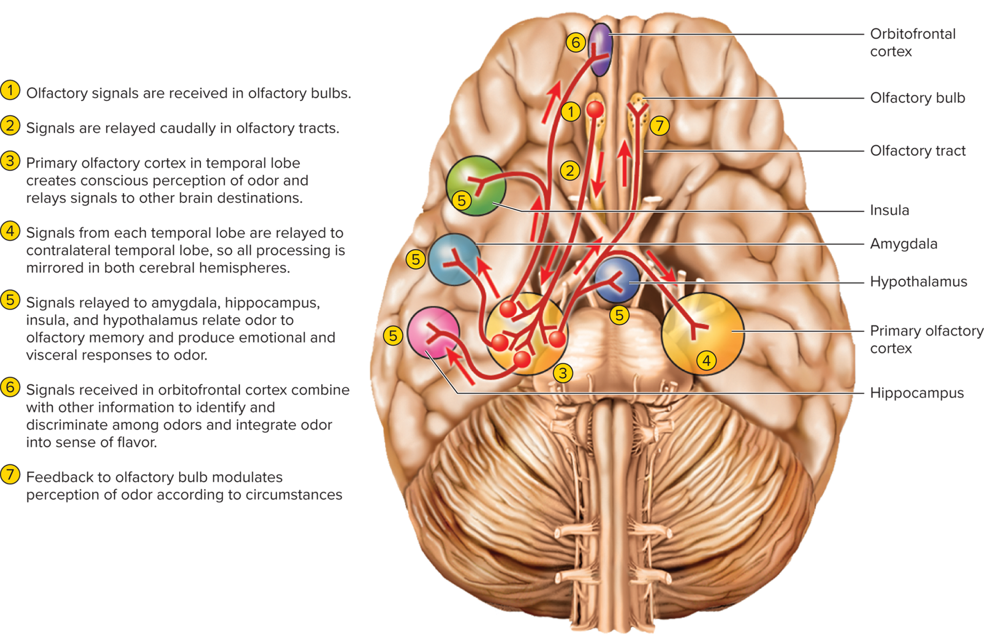 <p>Olfactory cell axon pass through the roof of nose—&gt; olfactory bulbs (beneath the frontal lobes of brain—&gt; synapse with dendrites of neurons (mitral cells and trusted cells)</p><p>Olfactory cell axons reach up shear as mitral and tufted cell dendrites reach down to meet each other in spheroidal clusters (glemeruli)</p>
