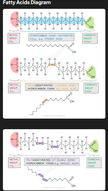 <p>Triglycerides consist of one glycerol molecule (an alcohol with hydroxyl groups) bonded to three fatty acid molecules (hydrocarbon chains ending with a carboxyl group) by ester bonds. Fatty acids may be saturated (no double bonds, mainly in animal fats) or unsaturated (one or more double bonds, mainly in vegetable oils). Unsaturated fatty acids may further be classified as cis-fatty acids (enzymes metabolize them) or trans-fatty acids (linked to coronary heart disease).</p>