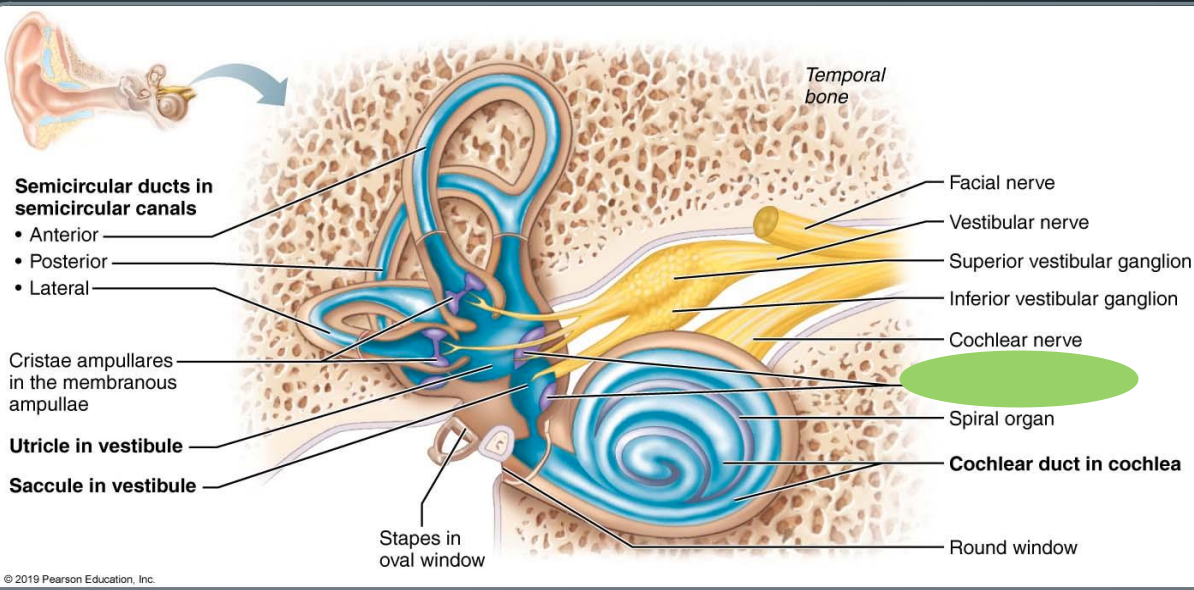 <p>In saccule and utricle, patch of hair cells</p>