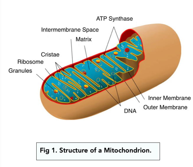 * Spherical, rod shaped or branched 2-4um long
* Surrounded by 2 membranes with fluid filled space between them 
* Inner membrane highly folded ==(cristae)== 
* Inner part of mitochondria is ==fluid filled matrix== 
