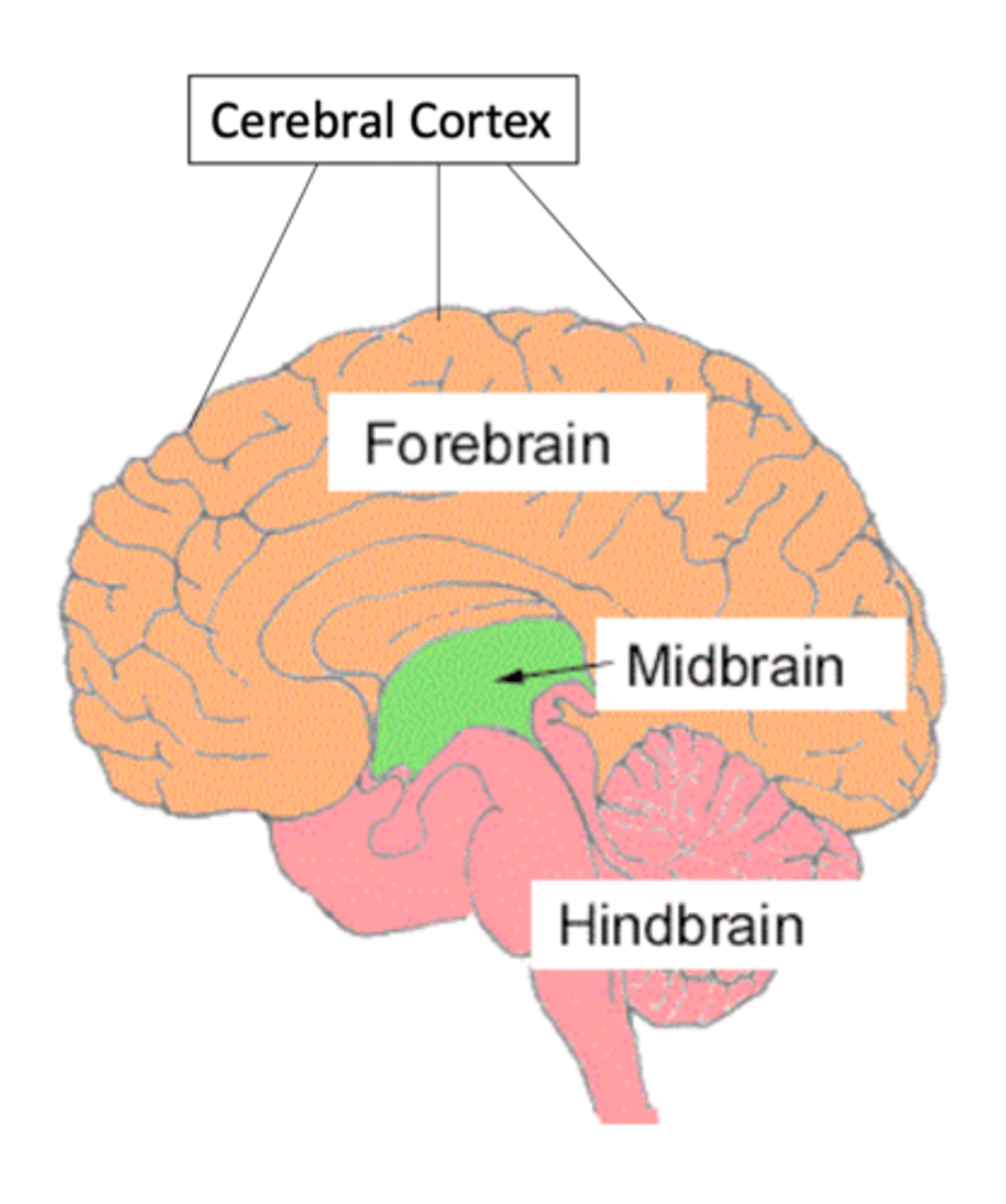 <p>1. <strong>Hindbrain</strong> Pons, Medula, Cerebellum </p><p>2. <strong>Midbrain</strong></p><p>3. <strong>Forebrain: </strong>Thalamus, Hypothalamus, Amygdala, Hippocampus, Basal Ganglia</p><p>4. <strong>Cerebral Cortex: </strong>Four lobes: Frontal, Parietal, Occipital, Temporal </p>