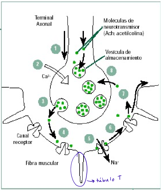 <ol><li><p>Potencial de acción</p></li><li><p>Entrada de Ca2+ a través de la membrana presináptica</p></li><li><p>Liberación de acetilcolina al espacio sináptico</p></li><li><p>Unión de acetilcolina a los canales de Na+ de la membrana post sináptica → se abren</p></li><li><p>Entrada de Na+ → despolarización de la membrana post sináptica</p></li><li><p>Potencial de acción post sináptico que se propaga a lo largo de la membrana de la fibra muscular</p></li><li><p>Hidrólisis de la acetilcolina → cierre de los canales de Na+</p></li><li><p>Recaptura de la colina liberada en la hidrólisis</p></li></ol><p></p>