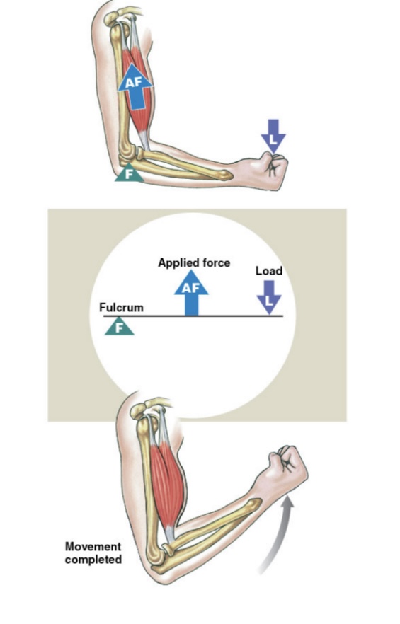 <p>fulcrum, force, load </p>