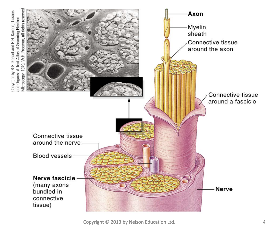 <p>some myelated some not</p>