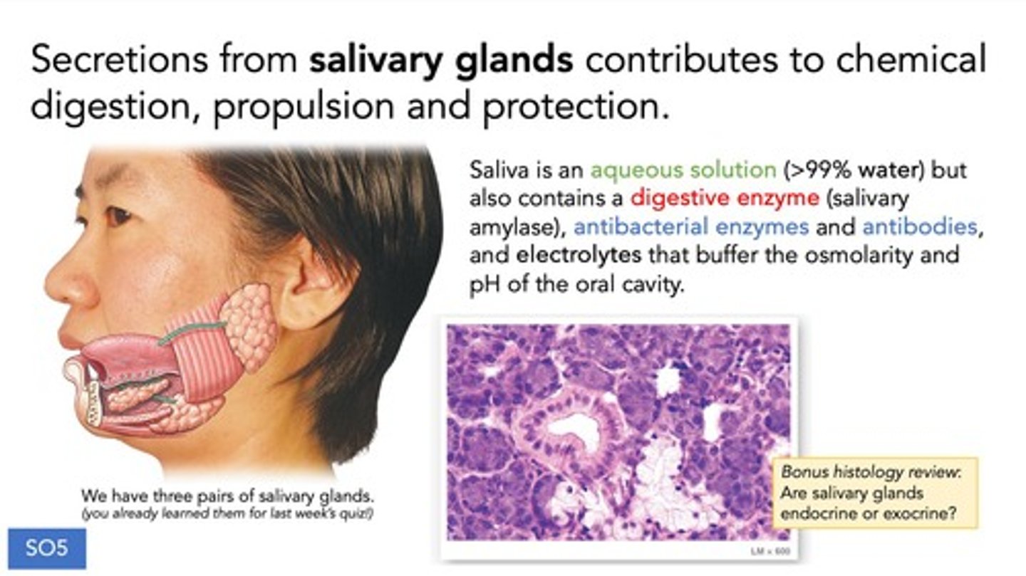 <p>It lubricates food, contributes to chemical digestion, and provides immune defenses.</p>