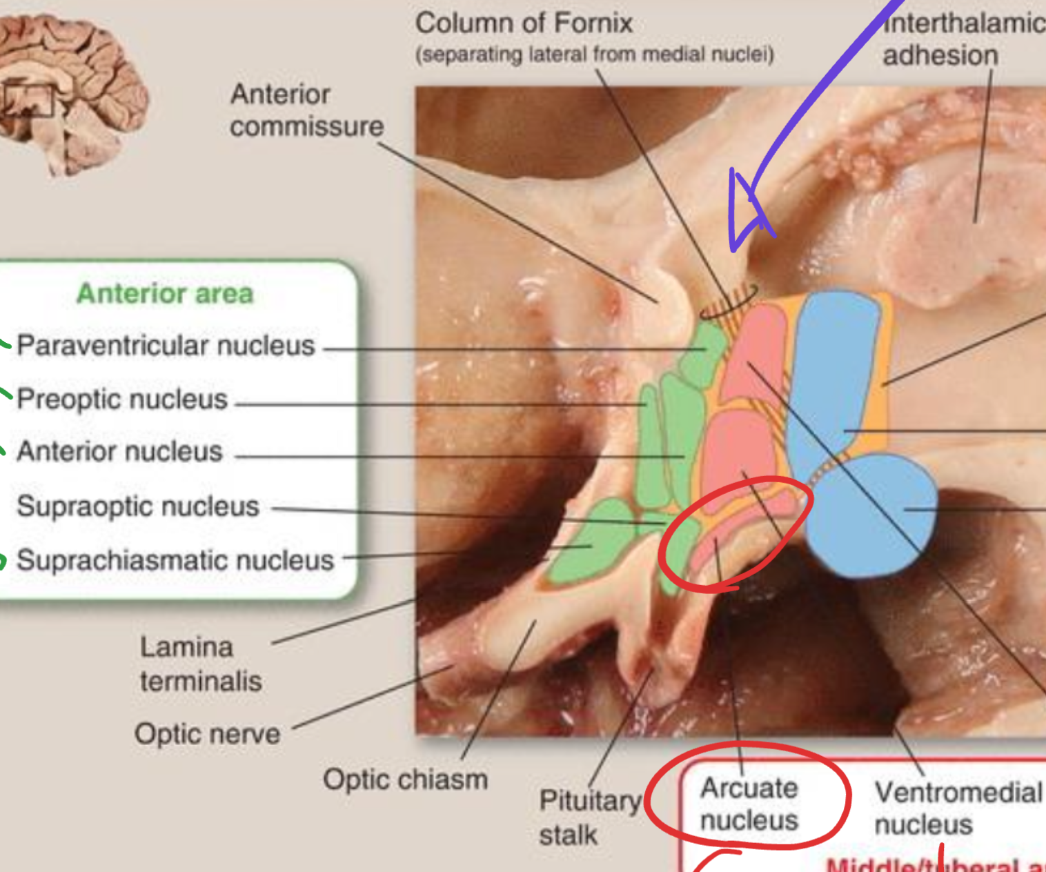 <p>Arcuate nucleus</p>