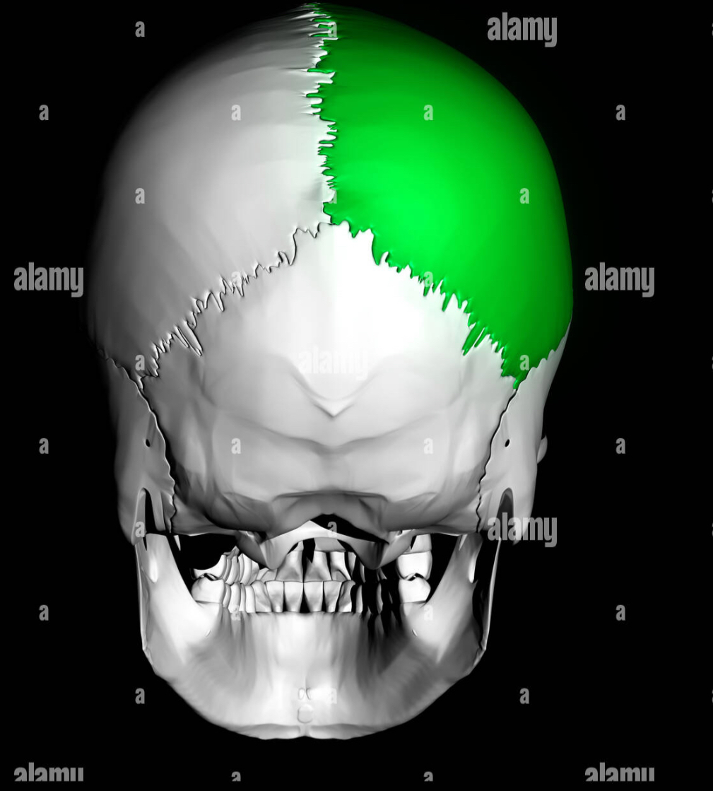 <p>Right parietal bone (from back pov)</p>