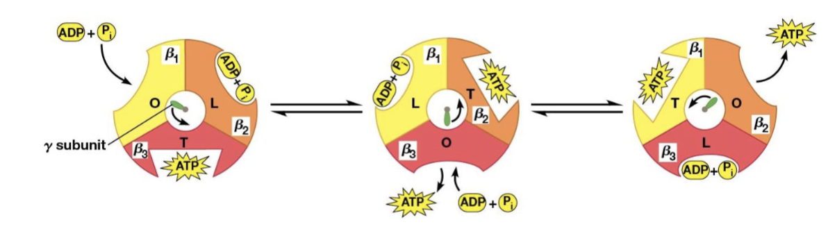 <p>L (for loose), which binds ADP and P<sub>i</sub> loosely</p><p>T (for tight), which binds ADP and P<sub>i</sub>&nbsp;tightly and catalyzes the formation of ATP</p><p>O (for open), with little affinity for either substrates or product</p>