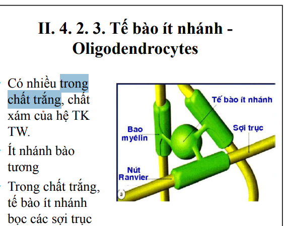 <p>Tạo bao myelin cho sợi trục của hệ thần kinh trung ương ở cả chất trắng và chất xám</p>