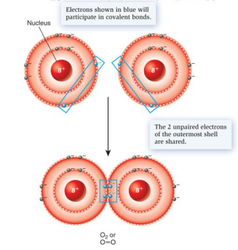 <p><strong>atoms share pair of electrons</strong></p><p>strong chemical bonds, behave as if they belong to each atom</p><p>occurs between atoms whose outer electron shells are not full</p>