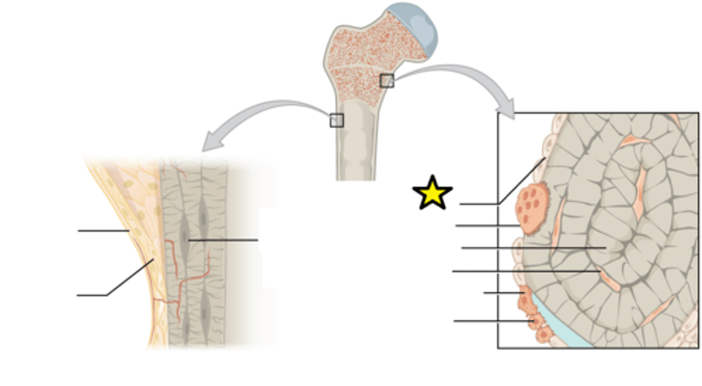 <p>Membranous lining of the hollow cavity of the bone</p>