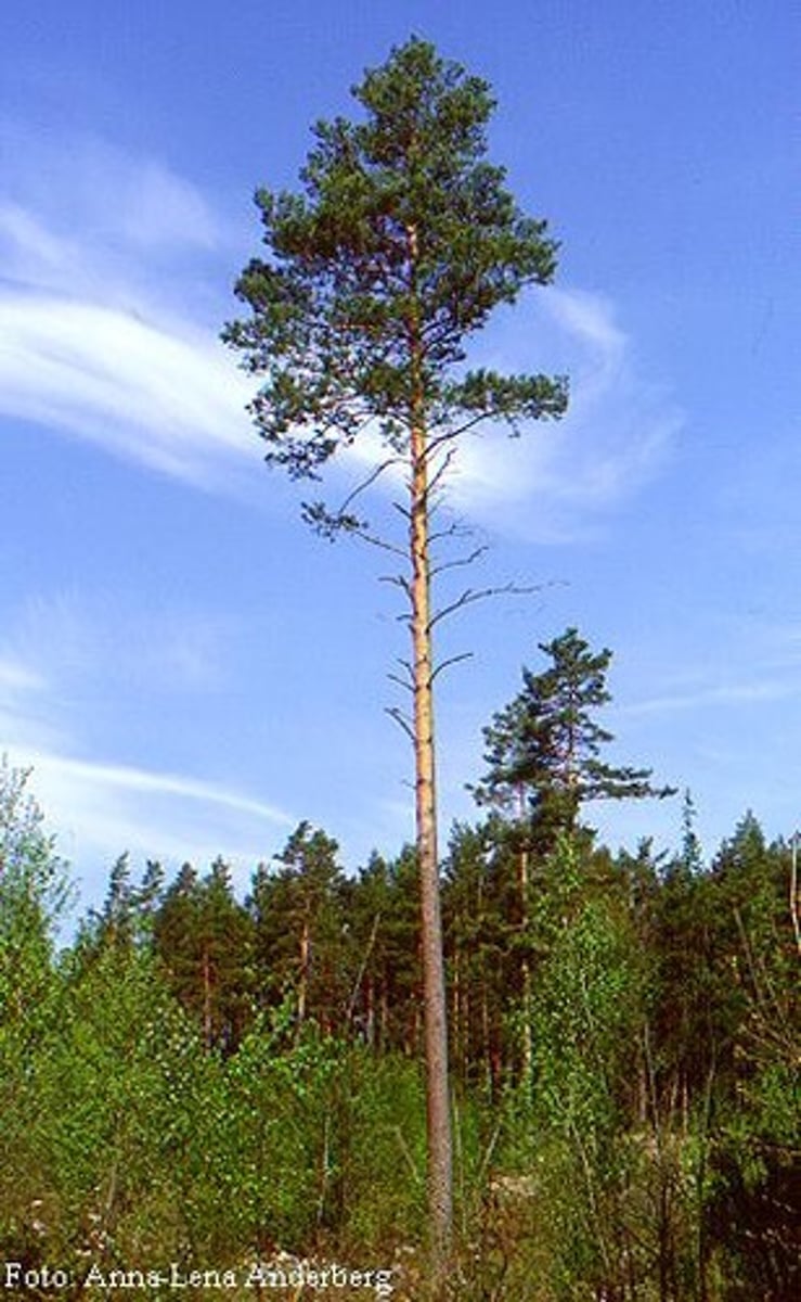 <p>Mer brandtålig p.g.a. inga grenar nere & grov bark</p>