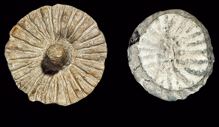 <p>550 mya</p>