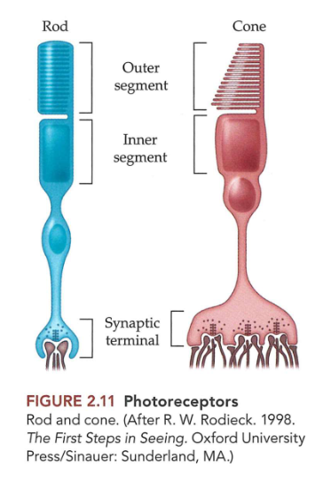 <ul><li><p>elk netvlies → ± 100 miljoen fotoreceptoren</p></li><li><p>fotoreceptoren</p><ul><li><p>= neuronen die licht opvangen &amp; zien initiëren door chemische signalen te produceren (signaaltransductie)</p></li></ul></li><li><p>menselijk netvlies → minstens 2 soorten fotoreceptoren:</p><ul><li><p>staafjes</p></li><li><p>kegeltjes</p></li></ul></li></ul><p>→ verschillende vorm, verschillend verdeeld over netvlies &amp; vervullen verschillende functies</p><p>(synaps is met glutamaat)</p><p></p>