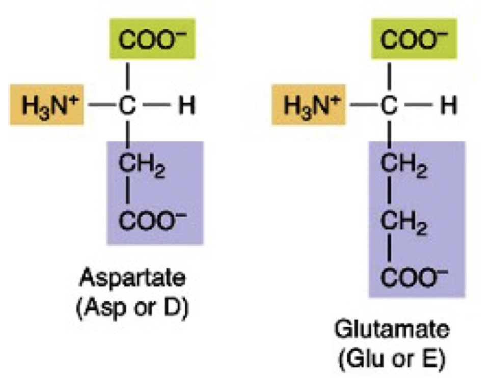 Asp and Glu