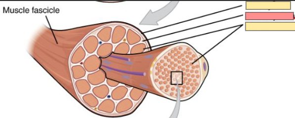 <p>delicate network of connective that <strong>surrounds individual muscle fibers</strong></p><p>contains the <strong>vessels and nerves that supply the muscle fibers</strong></p>