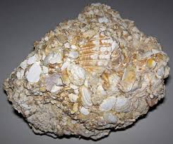 <ol><li><p>chemical&nbsp;</p></li><li><p>biochemical</p></li><li><p>well sorted hash of shell fragments, porous, little visible matrix or cement&nbsp;</p></li><li><p>calcite, limestone</p></li></ol><p></p>