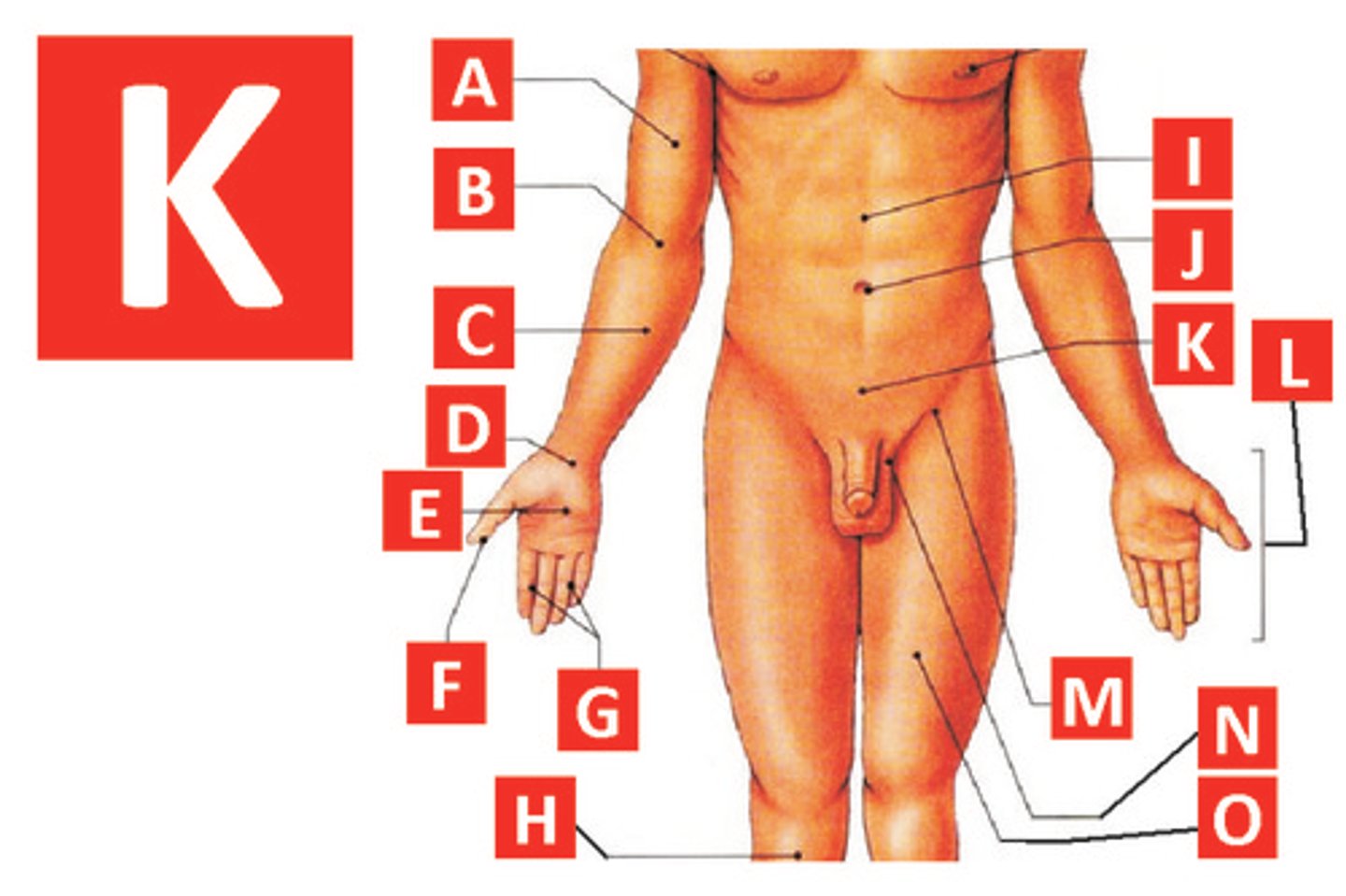 knowt flashcard image