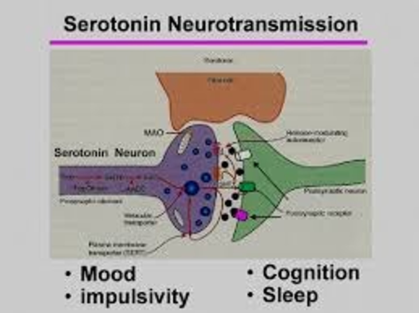 <p>Mood, sleep=Modulated mood, suppressed appetite</p>