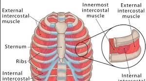 move the ribs and thus change the volume of the thoracic cavity