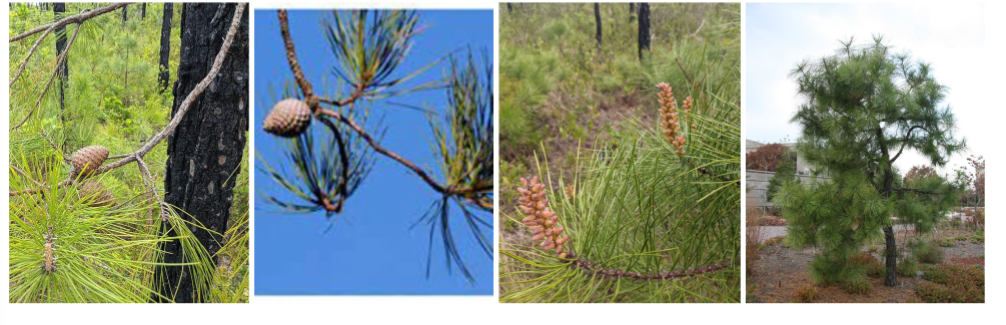 <p>pond pine, Pinaceae family</p><p>3 needles per bundle</p><p>dark meristem</p><p>no fire adaptations, low lying branches </p><p>grow crooked</p><p>needles can grow directly from tree</p>