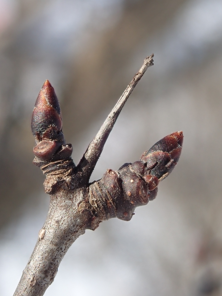 <ul><li><p>shade intol, invasive</p></li><li><p>pseudo opp branch</p></li><li><p>leaves: ovate, serrated margins, arch pinnation</p></li><li><p>buds: dark, scaled, spike out of middle (buds surround)</p></li><li><p>bark: dark shiny grey, smooth, speckled</p></li><li><p>repro: dark black berries</p></li></ul>