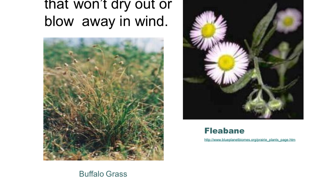 <ul><li><p><strong>sod-forming grasses</strong> that won’t dry out or blow away in wind </p></li><li><p>Ex: Fleabane, Buffalo grass </p></li></ul>