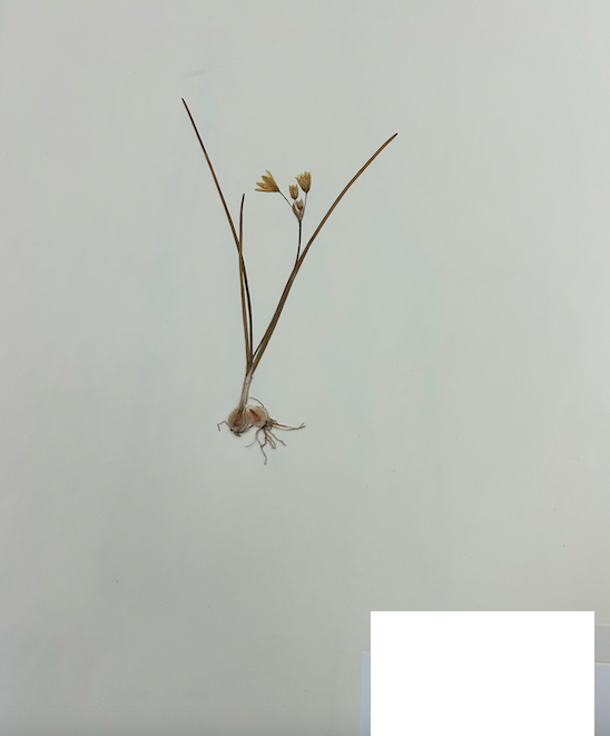 <p>Order? Family? Subfamily?</p>