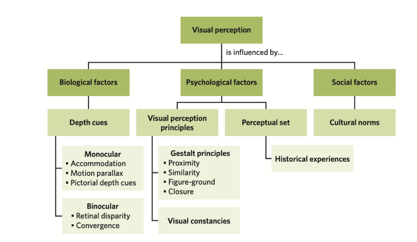 <p><span>Our visual perception is influenced by biological, psychological and social factors.</span></p><ul><li><p><strong>Biological factors = depth dues, monocular/binocular</strong></p></li><li><p><strong>Psychological factors = visual perception principles (Gestalt principles and visual constancies) and perpetual set</strong></p></li><li><p><strong>Social factors = cultural norms</strong></p></li></ul><p></p>