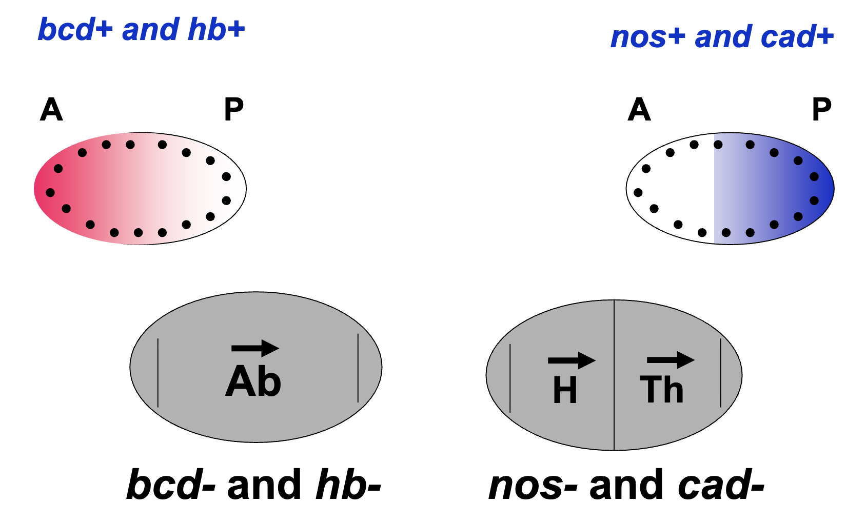<ul><li><p>gradient of bcd and hb protein is highest at the anterior</p></li><li><p><em>bcd-</em> and <em>hb-</em> embryos lack head and thorax structures</p></li><li><p>gradient of nos and cad protein is highest at the posterior pole </p></li><li><p><em>nos- </em>and <em>cad-</em> embryos lack abdominal structures</p></li><li><p>the localization of these 4 proteins correlate with the phenotypes of the mutant</p></li></ul><p></p>