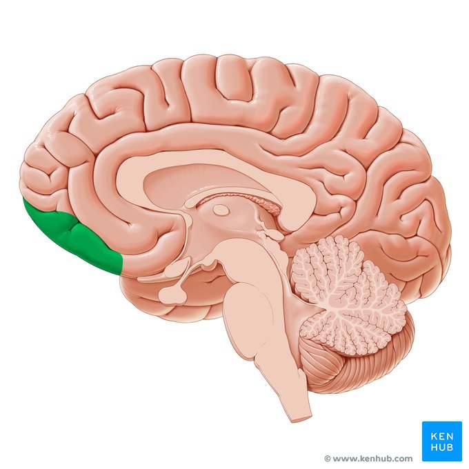 <p>Contains the secondary taste cortex, in which the reward value of taste is represented<span>; Also contains the secondary and tertiary olfactory cortical areas, in which information about the identity and also about the reward value of odors is represented.</span></p>