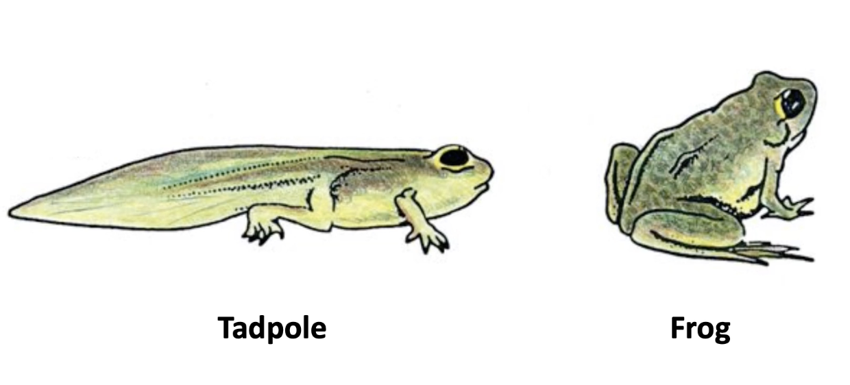 <p><strong>Causes tail loss during metamorphosis</strong></p><ul><li><p>Triggered by thyroid hormone</p></li><li><p>Similar tail loss happens in human embryo</p></li></ul><p></p>