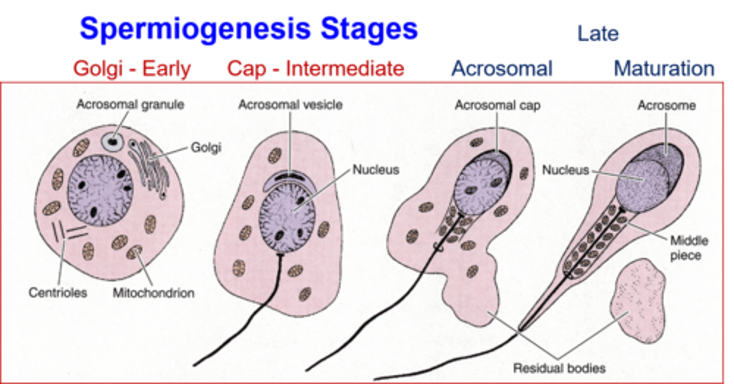 <p>the process of going from a round spermatid to a sleek sperm.</p>