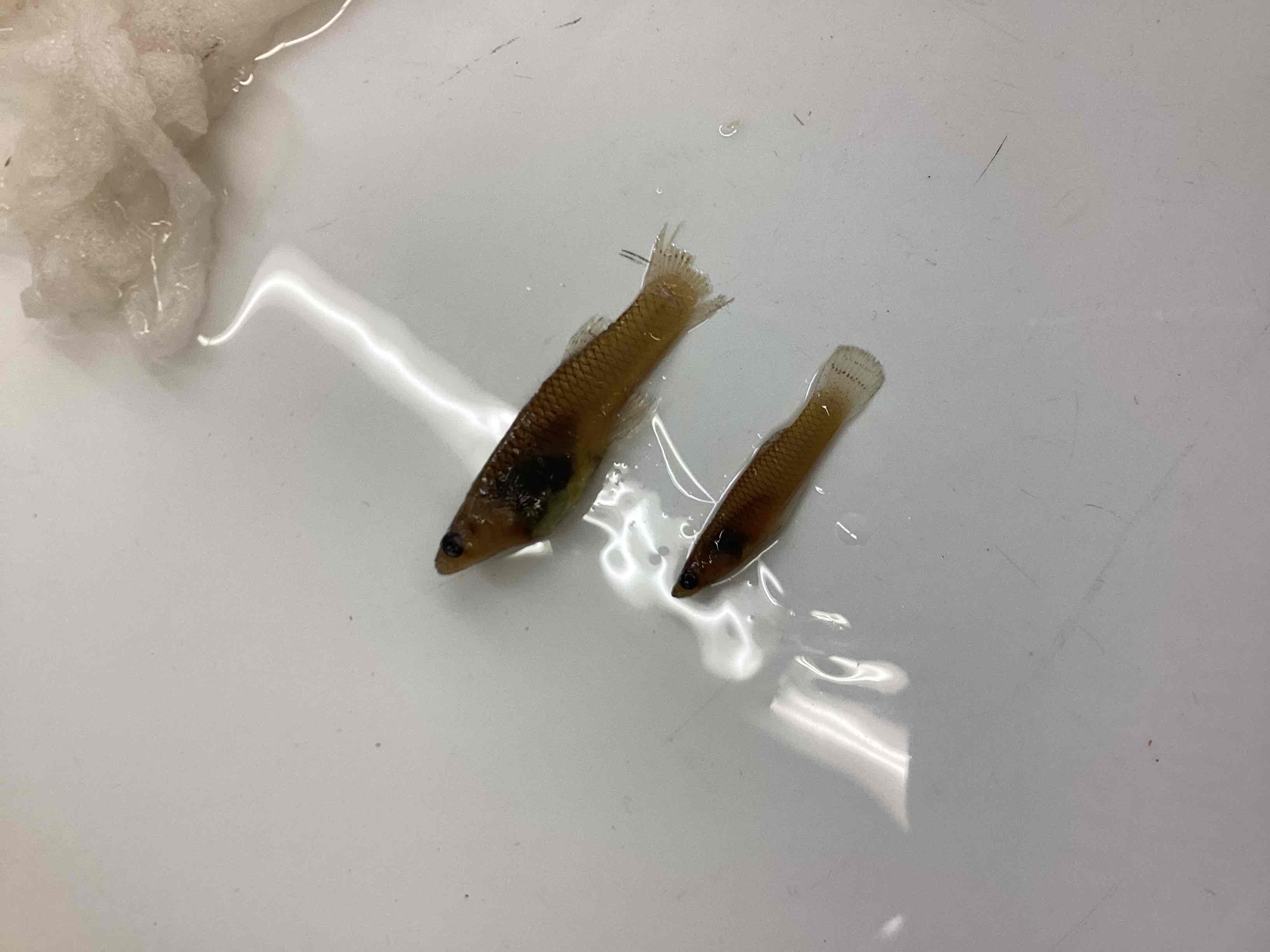 <p>Mosquito fish</p>