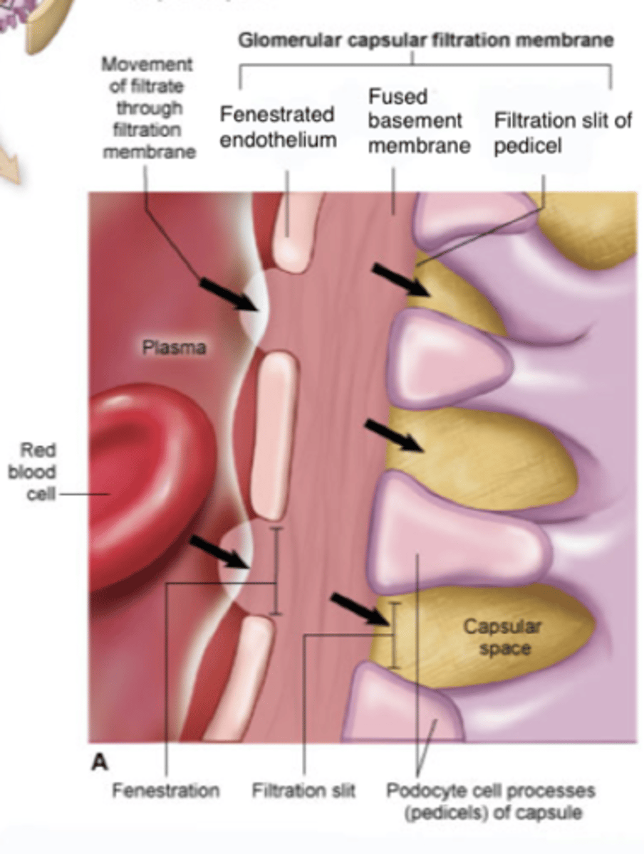 <p>Bowman's capsule + podocytes + fenestrated endothelium of glomerular capillaries</p>