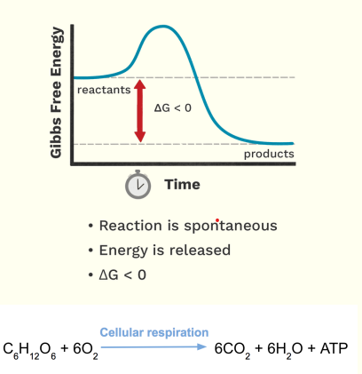 <ul><li><p><span style="color: yellow"><em>For a reaction to occur we need <u>“Energy”.</u></em></span></p></li><li><p><span style="color: yellow"><em>In biological system, we call this energy as <u>“Gibbs free energy”.</u></em></span></p></li></ul><p></p><p>For us to know on how to catalyze the reaction, we need to take note the 2 important properties;</p><ol><li><p><span style="color: yellow">Free energy difference between the product and the substrate</span>.</p><ul><li><p>Free energy difference is denoted by a <span style="color: yellow">Delta G.</span></p></li><li><p>This will determine if the reaction will become spontaneous or not.</p></li></ul></li><li><p><span style="color: yellow">Energy required to produce a product.</span></p></li></ol><p></p><p>Picture:</p><ul><li><p>Let’s go to the free energy difference, in here you will observe higher yung free energy ng Reactant compared sa Product, so this is the <span style="color: yellow">free energy difference.</span></p></li><li><p>Now, pag higher yung free energy ng Reactant sa Product. The free energy difference is <span style="color: yellow">&lt; 0.</span></p><ul><li><p>If it is &lt; 0 it is<span style="color: yellow"><u> Negative</u></span>.</p><ul><li><p><span style="color: yellow"><em>If it is negative, the reaction can proceed <u>spontaneously, </u>because it is <u>stable.</u></em></span></p></li><li><p><span style="color: yellow"><em>kaya niya mag occur independently <u>without the need</u> of an input of energy.</em></span></p></li><li><p><span style="color: yellow"><em>Ang mangyayri dito, di niya need ng energy because mag rerelease siya ng energy</em></span></p></li></ul></li></ul></li><li><p>Sino ba ang may mga ganitong reaction? Anabolic or Catabolic?</p><ul><li><p><span style="color: yellow">Catabolic</span></p></li><li><p>Ex. Cellular respiration, what are the reactants? It needs Glucose, CO2= H20 and O2 and ATP.</p></li><li><p>Catalase, this is capable of breaking your hydrogen peroxide forming O2 and H20.</p></li></ul></li><li><p>Just remember, mostly <span style="color: yellow">catabolic </span>reactions are <span style="color: yellow">exergonic</span>, because they release energy.</p></li></ul><p></p>