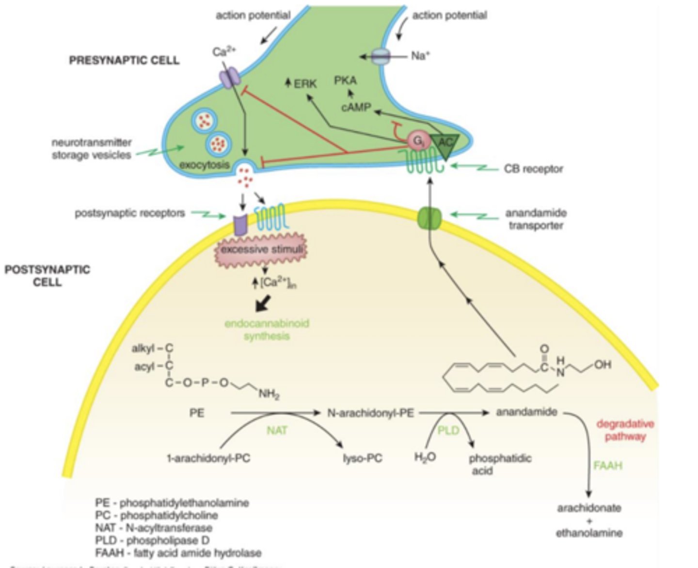 <p>stimulated postsynaptic cells</p>