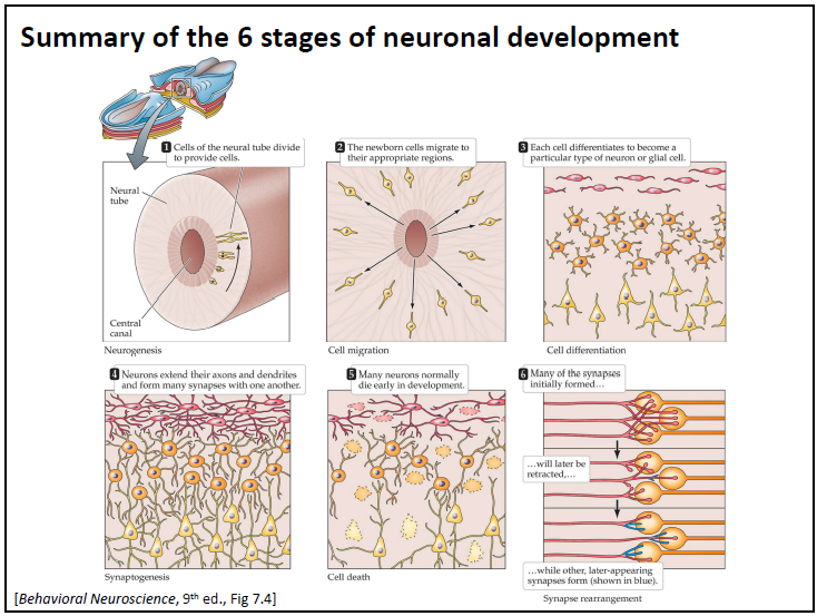 <ol><li><p><strong>Neurogenesis</strong>: mitotic division of nonneuronal cells to produce neurons</p></li><li><p><strong>Cell migration</strong>: the movements of cells to establish distinct nerve cell populations (brain nuclei, layers of cortex, etc)</p></li><li><p><strong>Differentiation</strong>: the transformation of precursor cells into distinctive types of neurons and glial cells</p></li><li><p><strong>Synaptogenesis</strong>: the establishment of synaptic connections, as axons and dendrites grow</p></li><li><p><strong>Neuronal cell death</strong>: the selective death of many nerve cells</p></li><li><p><strong>Synapse rearrangement</strong>: the loss of some synapses and development of others, to refine synaptic connections</p></li></ol><p></p>