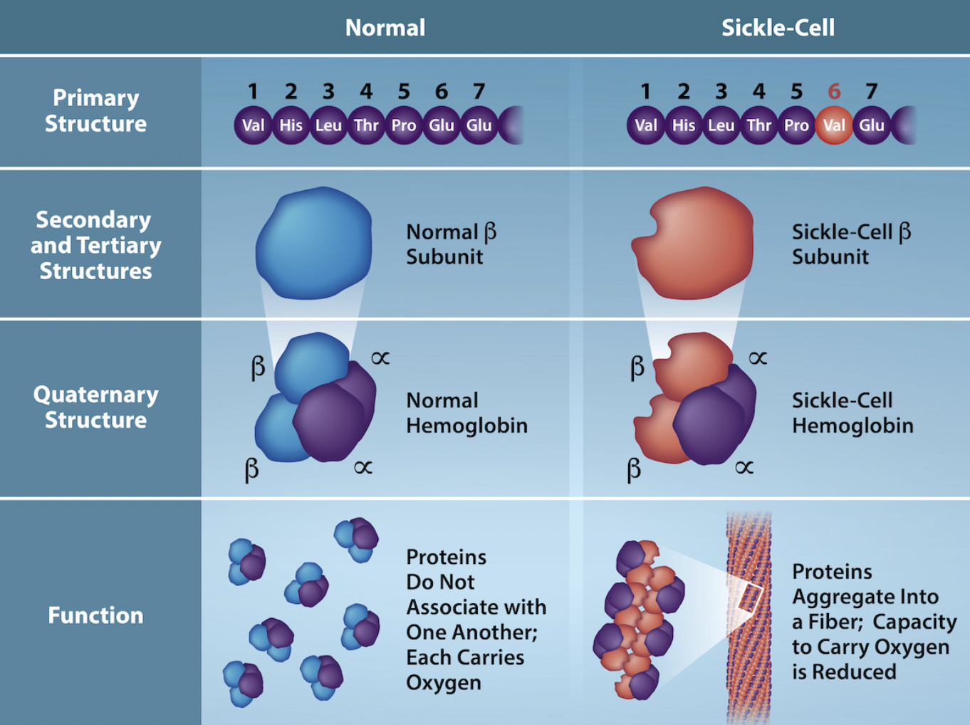 <p>arrangement of a polypetide chains in a protein that contains more than one chain in order to be functional</p><ul><li><p>ex hemoglobin, sickle-cell disease: beta subunit of quaternary structure is messed up</p></li></ul><p></p>