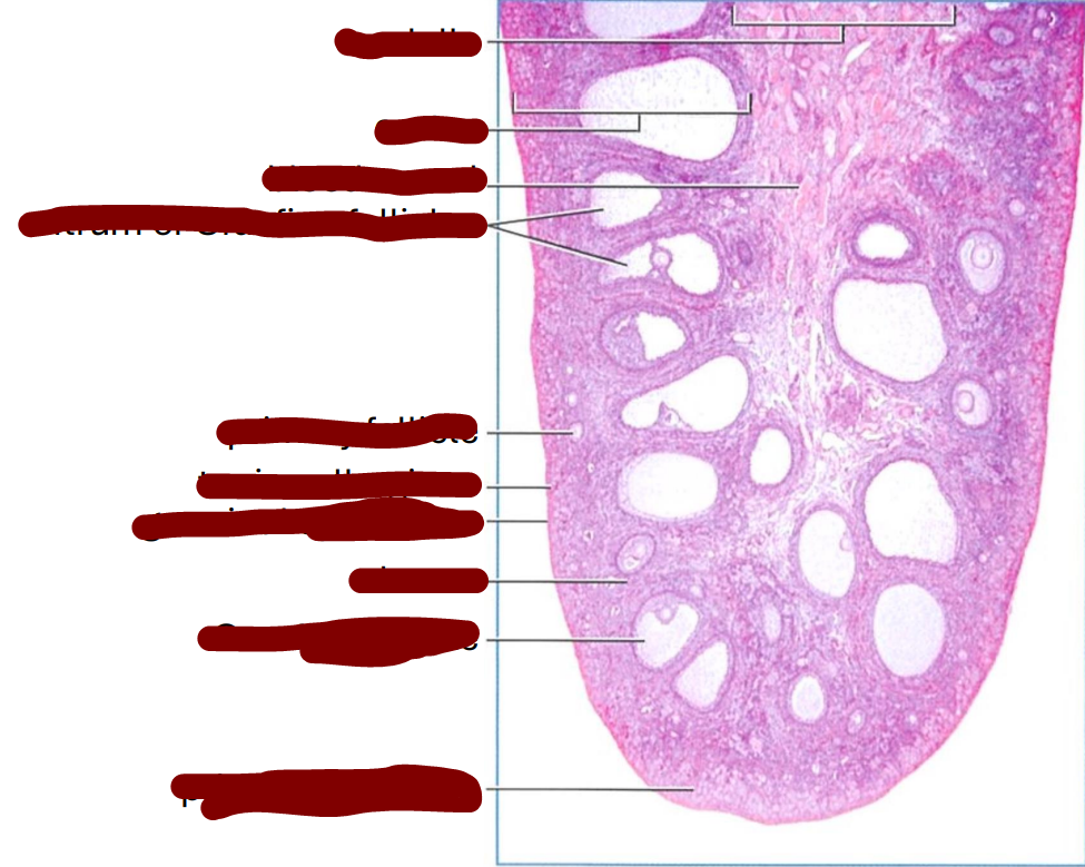 <p>section through a mature cat ovary </p>