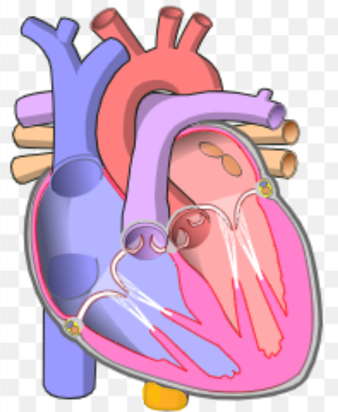 <p>What is the name the highlighted portion of the heart?</p>