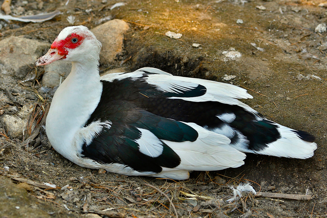 <p>Muscovy Duck<br>Anatidae</p>