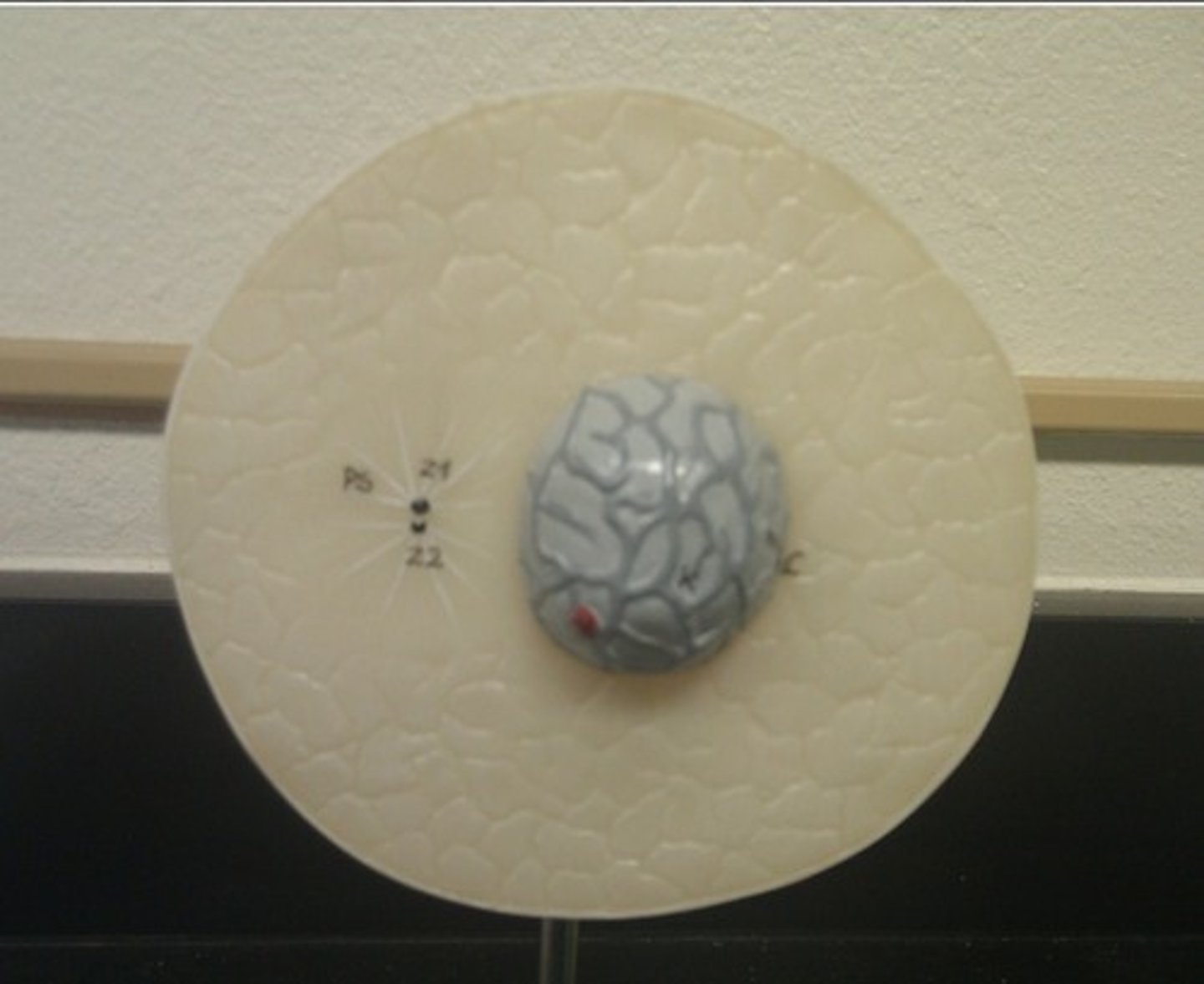 <p>no spindle fibers</p>
